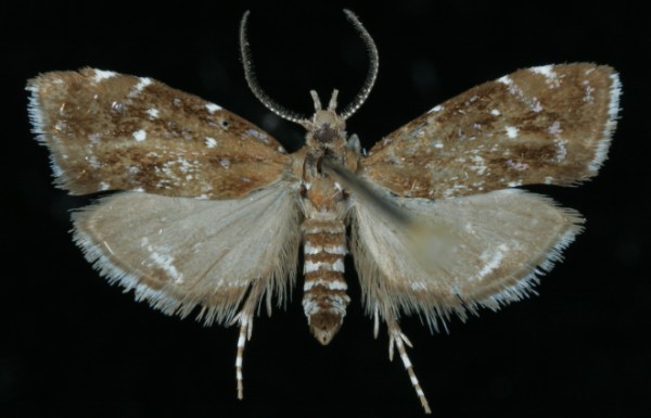 Prochoreutis sehestediana Prochoreutis sehestediana