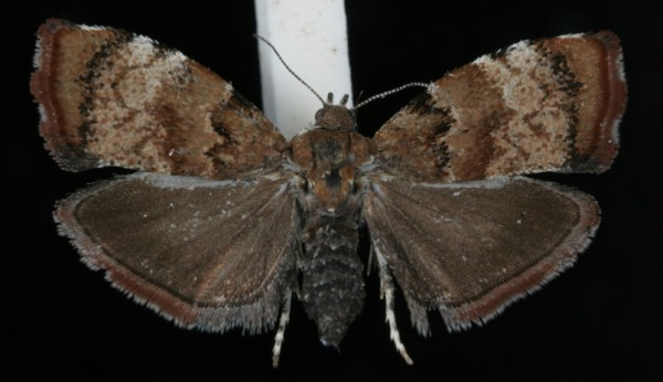 Choreutis pariana Choreutis pariana