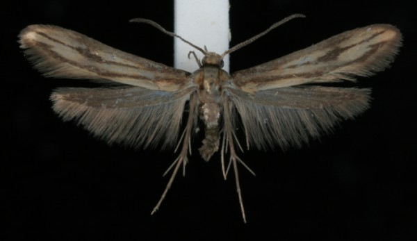 Schreckensteinia festaliella Schreckensteinia festaliella