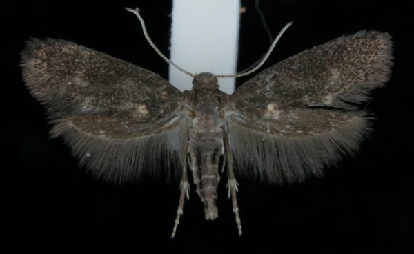 Phaulernis dentella Phaulernis dentella