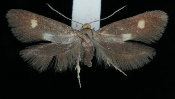 Phaulernis fulviguttella Phaulernis fulviguttella