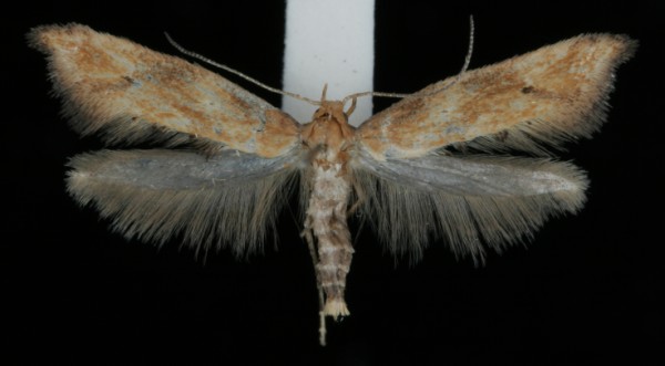 Epermenia illigerella Epermenia illigerella