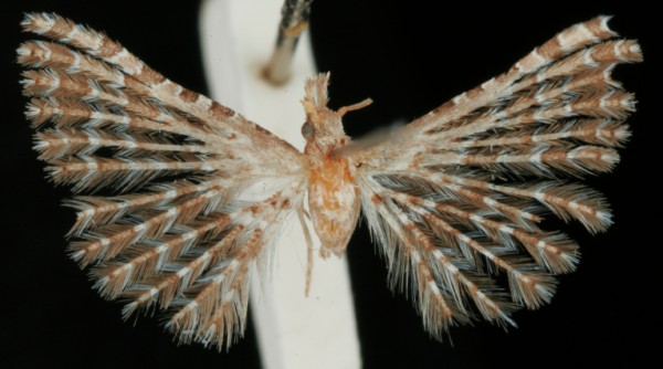 Alucita grammodactyla Alucita grammodactyla