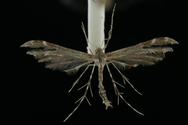 Oxyptilus parvidactyla Oxyptilus parvidactyla