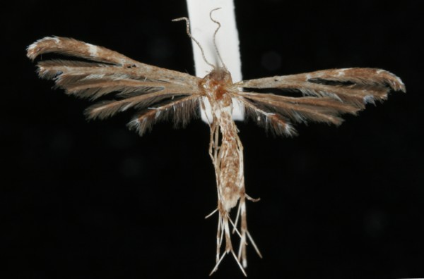Oxyptilus parvidactyla Oxyptilus parvidactyla