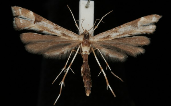 Platyptilia gonodactyla Platyptilia gonodactyla