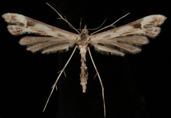 Platyptilia nemoralis Platyptilia nemoralis