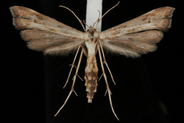 Platyptilia isodactylus Platyptilia isodactylus