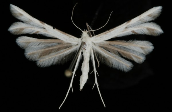 Merrifieldia spilodactylus