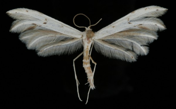 Porrittia galactodactyla Porrittia galactodactyla