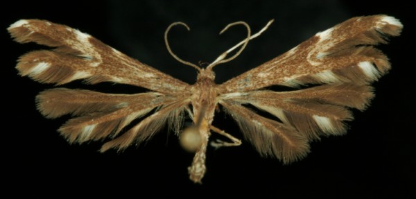 Pselnophorus heterodactyla Pselnophorus heterodactyla