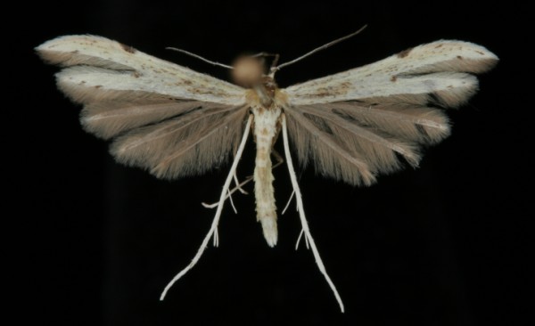 Hellinsia carphodactyla Hellinsia carphodactyla