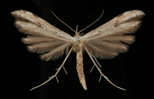 Hellinsia lienigianus Hellinsia lienigianus