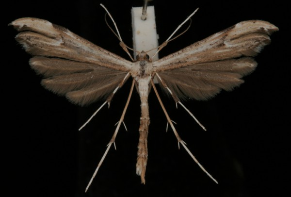 Oidaematophorus lithodactyla Oidaematophorus lithodactyla