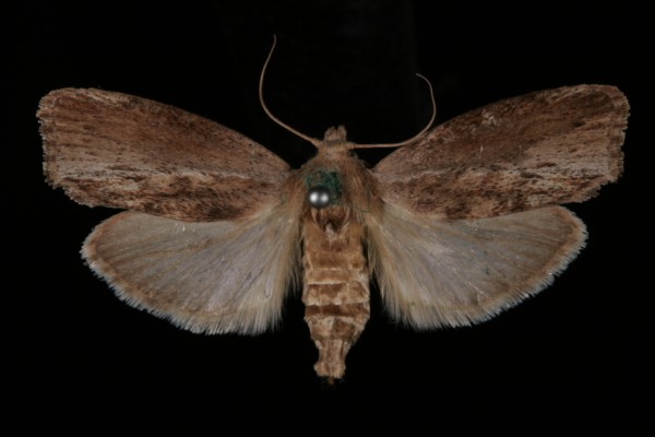 Galleria mellonella