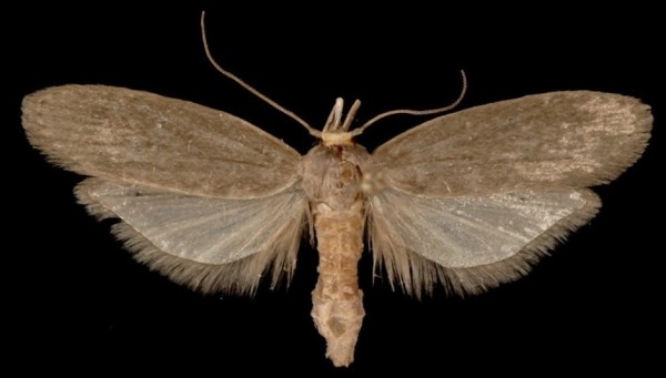 Achroia grisella Achroia grisella