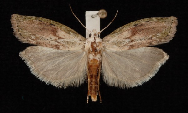 Aphomia sociella Aphomia sociella