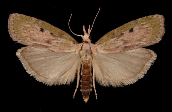 Aphomia sociella Aphomia sociella