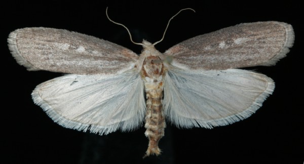 Lamoria zelleri