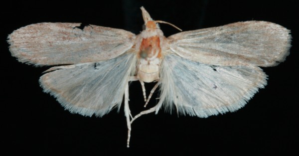 Lamoria anella Lamoria anella
