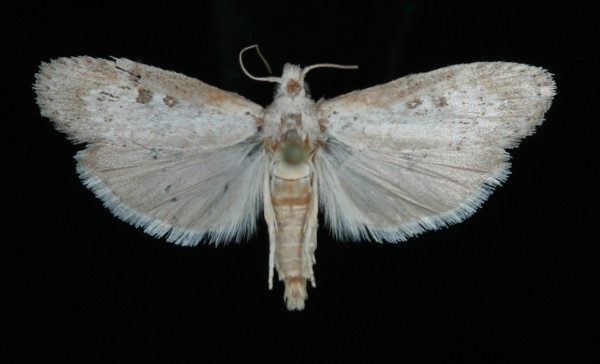 Lamoria anella Lamoria anella