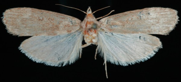 Lamoria anella Lamoria anella