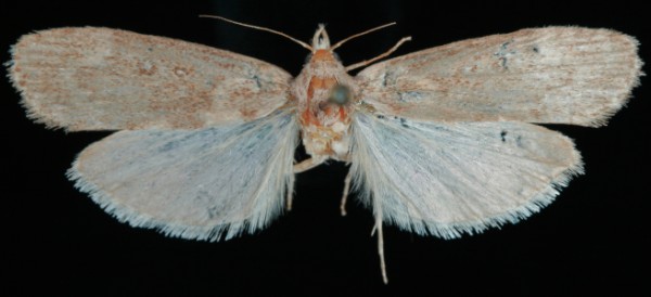 Lamoria anella