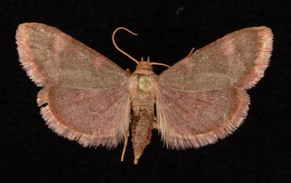 Hypsopygia costalis Hypsopygia costalis