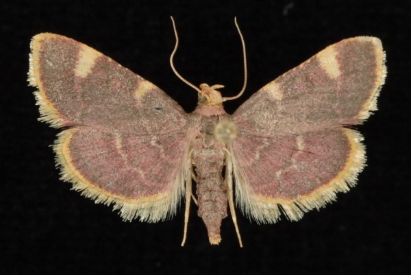 Hypsopygia costalis Hypsopygia costalis