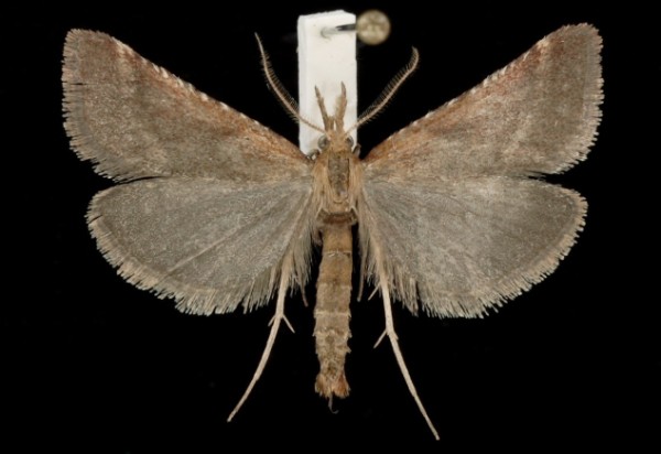 Synaphe punctalis Synaphe punctalis