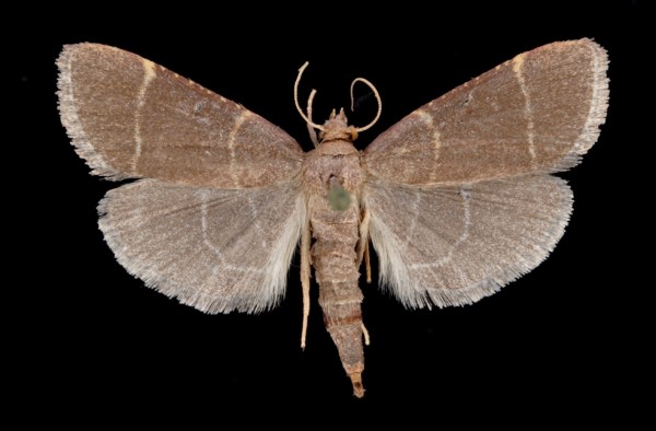Hypsopygia glaucinalis Hypsopygia glaucinalis