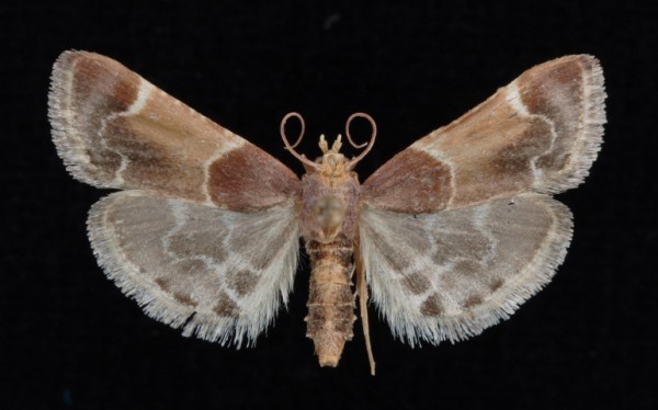 Pyralis farinalis Pyralis farinalis