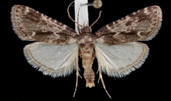 Aglossa caprealis Aglossa caprealis