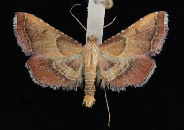 Endotricha flammealis Endotricha flammealis