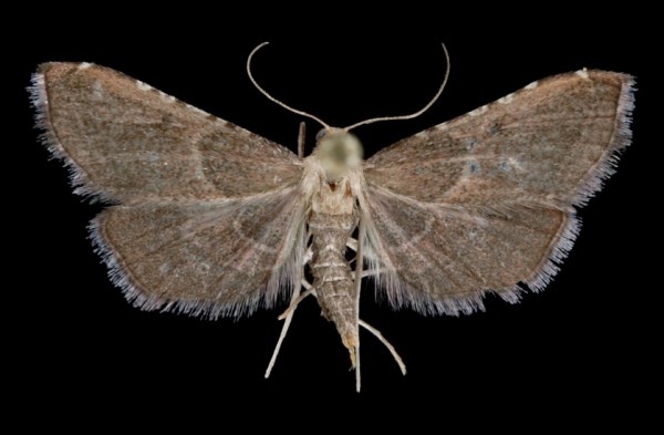 Endotricha flammealis Endotricha flammealis