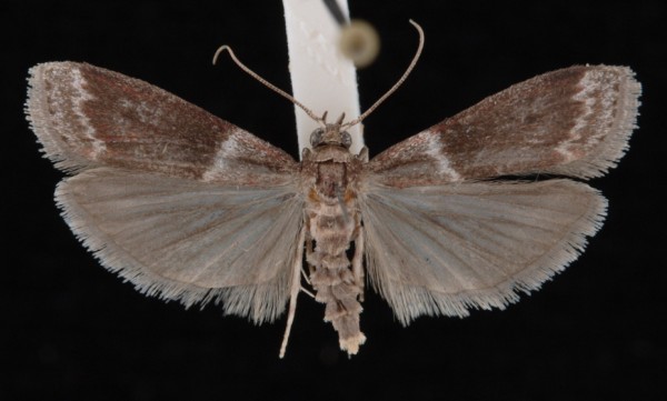 Cryptoblabes bistriga Cryptoblabes bistriga