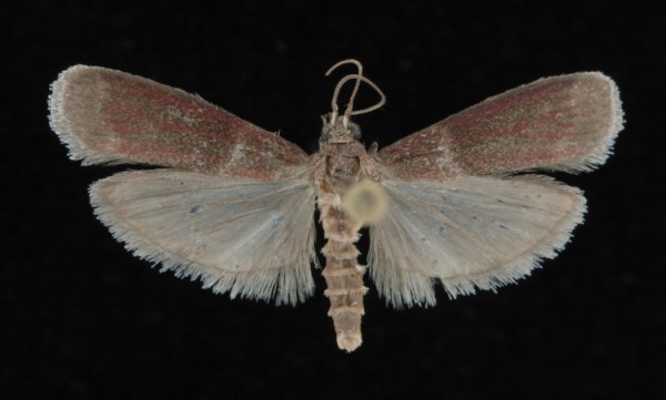 Cryptoblabes bistriga Cryptoblabes bistriga