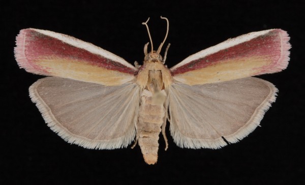 Oncocera semirubella Oncocera semirubella