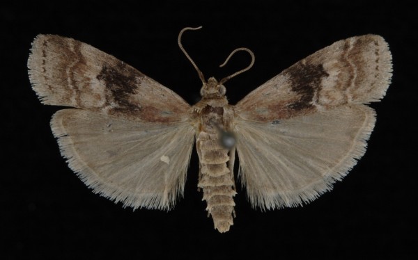Rhodophaea formosa Rhodophaea formosa