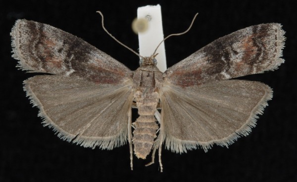 Rhodophaea formosa Rhodophaea formosa