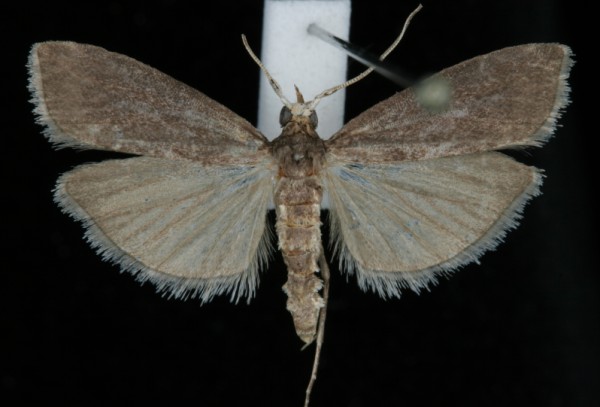 Salebriopsis albicilla Salebriopsis albicilla