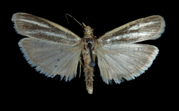 Selagia argyrella Selagia argyrella