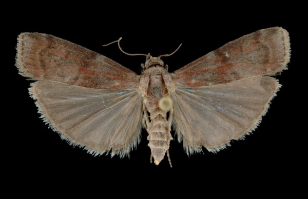 Phycita roborella Phycita roborella