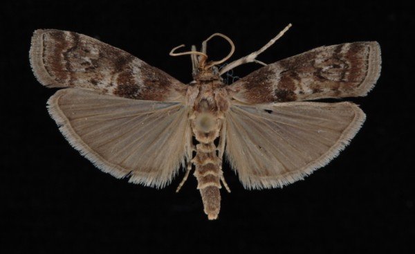Phycita roborella Phycita roborella