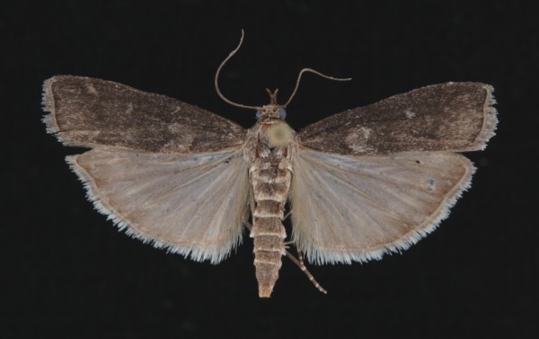 Dioryctria simplicella Dioryctria simplicella