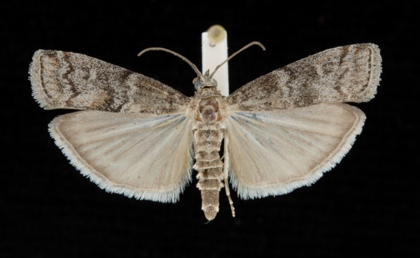 Dioryctria simplicella Dioryctria simplicella