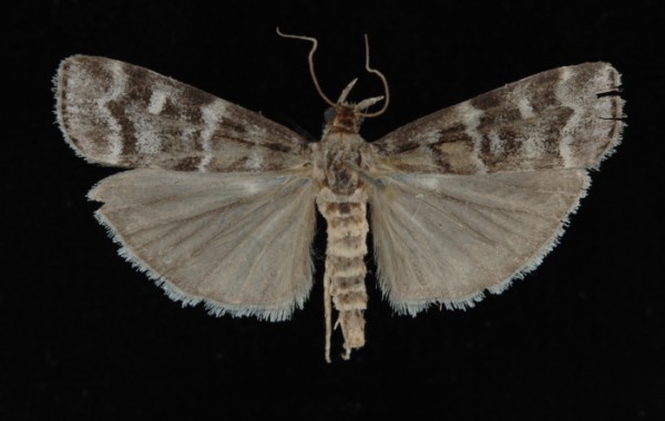 Dioryctria sylvestrella Dioryctria sylvestrella
