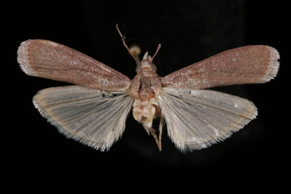 Epischnia prodromella Epischnia prodromella