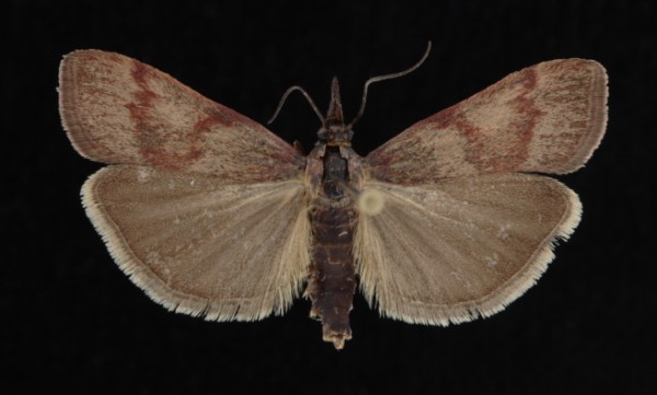 Hypochalcia ahenella Hypochalcia ahenella