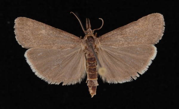 Hypochalcia ahenella Hypochalcia ahenella
